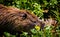 Nutria Rodent  -Hula Valley  Israel