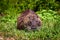 Nutria Rodent  -Hula Valley  Israel