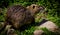 Nutria Rodent  -Hula Valley  Israel