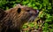 Nutria Rodent  -Hula Valley  Israel