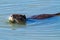 Nutria rodent introduced to Italy from South America