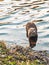 Nutria semi aquatic rodent animal wild life photography water shore line scenic