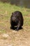 Nutria on the shore and in the water