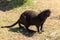 Nutria on the shore and in the water