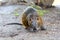 Nutria sitting on the ground