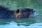 Nutria south american mammal imported to europe