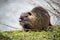 Nutria standing in border water