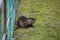 nutria standing in border water