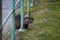 nutria standing in border water