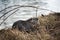 nutria standing in border water