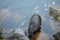 nutria on stones in the water