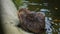 Nutria swimming in city water river or fountain closeup view