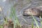 Nutria swimming in lagoon in City Park, New Orleans, LA, USA