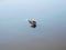 Nutria swimming in the pond