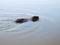 Nutria swimming in the pond