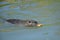 A nutria swimming in the water and eating a dry leaf