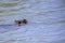 nutria swims in the lake in summer