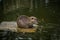 Nutria swims in a pond with green water on a wooden log