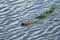 Nutria swims in a pond with a plant stem