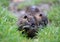 Nutria walking on grass