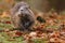 Nutria is walking on the ground full of colorful fallen leaves during the autumn.