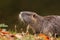 Nutria is walking on the ground full of colorful fallen leaves during the autumn.