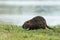 A nutria walking near water and looking for food