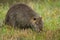 A nutria walking near water and looking for food