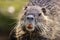 Nutria walking on a rocky shoreline in a shallow body of water.