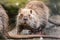 Nutria walking on a rocky shoreline in a shallow body of water.