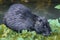 Nutria walking on a rocky shoreline in a shallow body of water.