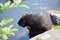 nutria at the water\\\'s edge