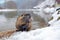 Nutria, wide angle with habitat. Nutria, Myocastor coypus, winter mouse with big tooth in the snow, near the river. Nutria with sn