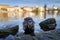 Nutria, wide angle with river city habitat, Vltava, Prague, Czech Republic. Myocastor coypus, big mouse with big tooth with house