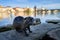 Nutria, wide angle with river city habitat, Vltava, Prague, Czech Republic. Myocastor coypus, big mouse with big tooth with house