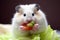 Nutrient rich delight: hamster\\\'s fresh veggie snack