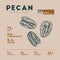 Nutririon fact of pecan sketch hand drawing