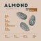 Nutrition Facts of almond, hand draw vector