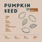 Nutrition facts of Pumpkin seed, hand draw vector
