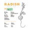 Nutrition facts of radish, hand draw sketch vector