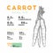 Nutrition facts of raw carrot