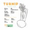 Nutrition facts of Turnip, hand draw sketch vector
