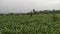 Nutrition: Green corn fields with the wind blowing in the farm garden, House in Background