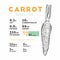 Nutritional value of carrot, vector infographic elements