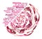 Nutritional values of red cabbage Brassica oleracea.