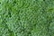 Nutritious, healthy, fresh raw broccoli crown in closeup as a macro background