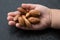 The nuts of the argan tree in hand top view close-up. Argania spinosa - Argana