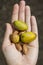 The nuts of the argan tree in hand top view close-up. Argania spinosa - Argana