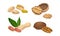 Nuts as Dry Edible Seeds with High Fat Content Vector Set