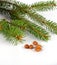 Nuts with Christmas tree sprig